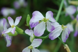 20150423春の草花 ダイコン　スズシロ (3)